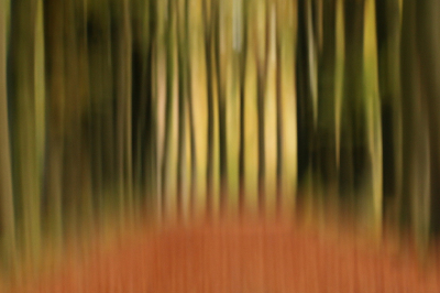 <i class='fa fa-user'></i>&nbsp;frbeuming&nbsp;|  Bewogen beukenlaan&nbsp; <i class='fa fa-eye'>&nbsp;77</i> &nbsp;<i class='fa fa-thumbs-up'>&nbsp;2</i> &nbsp; <i class='fa fa-comment-o'>&nbsp;2</i>