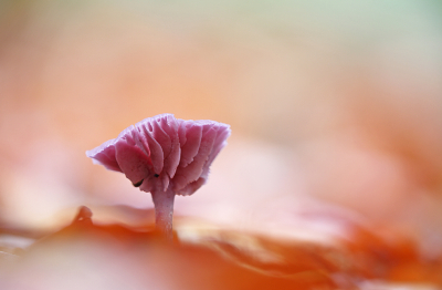 <i class='fa fa-user'></i>&nbsp;Pieter  LJ&nbsp;|  Amethistzwam&nbsp; <i class='fa fa-eye'>&nbsp;82</i> &nbsp;<i class='fa fa-thumbs-up'>&nbsp;5</i> &nbsp; <i class='fa fa-comment-o'>&nbsp;3</i>