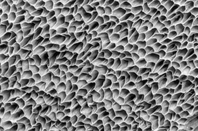 <i class='fa fa-user'></i>&nbsp;Henk Bouter&nbsp;|  Gewoon Eekhoorntjesbrood&nbsp; <i class='fa fa-eye'>&nbsp;98</i> &nbsp;<i class='fa fa-thumbs-up'>&nbsp;1</i> &nbsp; <i class='fa fa-comment-o'>&nbsp;3</i>