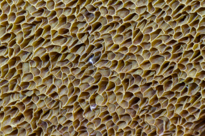 <i class='fa fa-user'></i>&nbsp;Henk Bouter&nbsp;|  Gewoon Eekhoorntjesbrood&nbsp; <i class='fa fa-eye'>&nbsp;92</i> &nbsp;<i class='fa fa-thumbs-up'>&nbsp;1</i> &nbsp; <i class='fa fa-comment-o'>&nbsp;1</i>