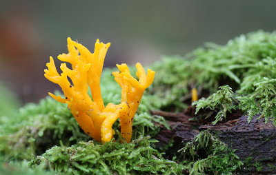 <i class='fa fa-user'></i>&nbsp;Paul Vandebroek&nbsp;|  Kleverig Koraalzwammetje&nbsp; <i class='fa fa-eye'>&nbsp;63</i> &nbsp;<i class='fa fa-thumbs-up'>&nbsp;1</i> &nbsp; <i class='fa fa-comment-o'>&nbsp;4</i>