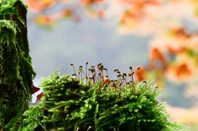 <i class='fa fa-user'></i>&nbsp;Bert Veerman&nbsp;|  Gesnaveld Klauwtjesmos&nbsp; <i class='fa fa-eye'>&nbsp;68</i> &nbsp; <i class='fa fa-comment-o'>&nbsp;2</i>