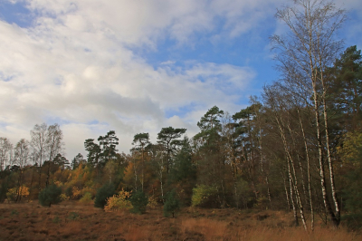 <i class='fa fa-user'></i>&nbsp;Tineke Strijbosch&nbsp;|  Staatsbossen Gieten&nbsp; <i class='fa fa-eye'>&nbsp;62</i> &nbsp;<i class='fa fa-thumbs-up'>&nbsp;1</i> &nbsp; <i class='fa fa-comment-o'>&nbsp;2</i>