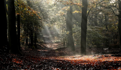 <i class='fa fa-user'></i>&nbsp;nelappelmelk&nbsp;|  Zonneharpen in de herfst&nbsp; <i class='fa fa-eye'>&nbsp;121</i> &nbsp;<i class='fa fa-thumbs-up'>&nbsp;7</i> &nbsp; <i class='fa fa-comment-o'>&nbsp;6</i>