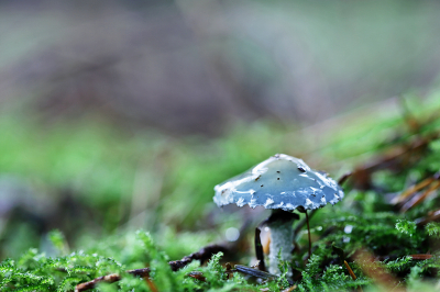 <i class='fa fa-user'></i>&nbsp;Pieter  LJ&nbsp;|  Echte Kopergroenzwam&nbsp; <i class='fa fa-eye'>&nbsp;92</i> &nbsp; <i class='fa fa-comment-o'>&nbsp;5</i>