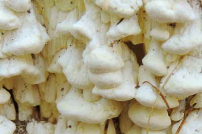 <i class='fa fa-user'></i>&nbsp;A. Soeting&nbsp;|  Citroenstrookzwam&nbsp; <i class='fa fa-eye'>&nbsp;85</i> &nbsp;<i class='fa fa-thumbs-up'>&nbsp;2</i> &nbsp; <i class='fa fa-comment-o'>&nbsp;4</i>