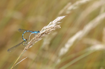 <i class='fa fa-user'></i>&nbsp;rixte&nbsp;|  Watersnuffel&nbsp; <i class='fa fa-eye'>&nbsp;68</i> &nbsp;<i class='fa fa-thumbs-up'>&nbsp;1</i> &nbsp; <i class='fa fa-comment-o'>&nbsp;3</i>