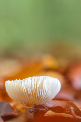 <i class='fa fa-user'></i>&nbsp;Henk Bouter&nbsp;|  Russula sp.&nbsp; <i class='fa fa-eye'>&nbsp;101</i> &nbsp;<i class='fa fa-thumbs-up'>&nbsp;4</i> &nbsp; <i class='fa fa-comment-o'>&nbsp;4</i>