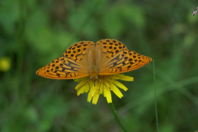 <i class='fa fa-user'></i>&nbsp;Jasper&nbsp;|  Keizersmantel&nbsp; <i class='fa fa-eye'>&nbsp;94</i> &nbsp; <i class='fa fa-comment-o'>&nbsp;4</i>