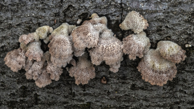 <i class='fa fa-user'></i>&nbsp;Johan van Gurp&nbsp;|  Waaiertje&nbsp; <i class='fa fa-eye'>&nbsp;90</i> &nbsp;<i class='fa fa-thumbs-up'>&nbsp;1</i> &nbsp; <i class='fa fa-comment-o'>&nbsp;3</i>