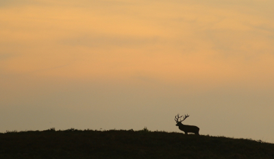 <i class='fa fa-user'></i>&nbsp;Ruben de Bruijn&nbsp;|  Edelhert&nbsp; <i class='fa fa-eye'>&nbsp;151</i> &nbsp;<i class='fa fa-thumbs-up'>&nbsp;4</i> &nbsp; <i class='fa fa-comment-o'>&nbsp;4</i>