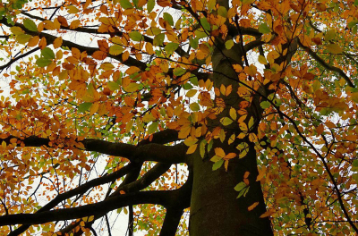 <i class='fa fa-user'></i>&nbsp;Nel R&nbsp;|  Beuk&nbsp; <i class='fa fa-eye'>&nbsp;84</i> &nbsp;<i class='fa fa-thumbs-up'>&nbsp;1</i> &nbsp; <i class='fa fa-comment-o'>&nbsp;3</i>