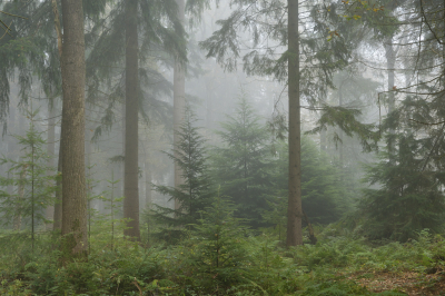 <i class='fa fa-user'></i>&nbsp;Hendrik van Kampen&nbsp;|  Olterterp&nbsp; <i class='fa fa-eye'>&nbsp;124</i> &nbsp;<i class='fa fa-thumbs-up'>&nbsp;5</i> &nbsp; <i class='fa fa-comment-o'>&nbsp;6</i>