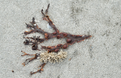 <i class='fa fa-user'></i>&nbsp;nelappelmelk&nbsp;|  Stilleven&nbsp; <i class='fa fa-eye'>&nbsp;105</i> &nbsp; <i class='fa fa-comment-o'>&nbsp;6</i>