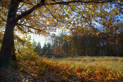 <i class='fa fa-user'></i>&nbsp;Nel R&nbsp;|  Tegenlicht&nbsp; <i class='fa fa-eye'>&nbsp;102</i> &nbsp;<i class='fa fa-thumbs-up'>&nbsp;1</i> &nbsp; <i class='fa fa-comment-o'>&nbsp;3</i>