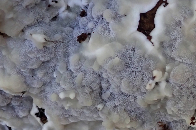 <i class='fa fa-user'></i>&nbsp;A. Soeting&nbsp;|  Glazige Buisjeszwam&nbsp; <i class='fa fa-eye'>&nbsp;87</i> &nbsp; <i class='fa fa-comment-o'>&nbsp;2</i>