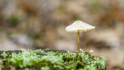 <i class='fa fa-user'></i>&nbsp;Martin Verbeeten&nbsp;|  Helmmycena&nbsp; <i class='fa fa-eye'>&nbsp;68</i> &nbsp; <i class='fa fa-comment-o'>&nbsp;1</i>