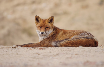 <i class='fa fa-user'></i>&nbsp;Jurgen Maassen&nbsp;|  Vos&nbsp; <i class='fa fa-eye'>&nbsp;207</i> &nbsp;<i class='fa fa-thumbs-up'>&nbsp;13</i> &nbsp; <i class='fa fa-comment-o'>&nbsp;7</i>