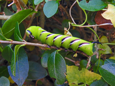 <i class='fa fa-user'></i>&nbsp;Peter van den Berg&nbsp;|  Ligusterpijlstaart&nbsp; <i class='fa fa-eye'>&nbsp;112</i> &nbsp; <i class='fa fa-comment-o'>&nbsp;6</i>