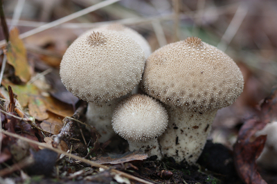 <i class='fa fa-user'></i>&nbsp;Paul Vandebroek&nbsp;|  Parelstuifzwam&nbsp; <i class='fa fa-eye'>&nbsp;72</i> &nbsp; <i class='fa fa-comment-o'>&nbsp;5</i>