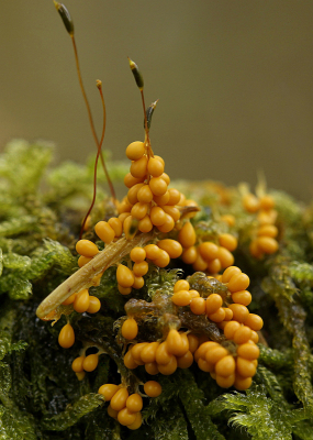 <i class='fa fa-user'></i>&nbsp;Nel R&nbsp;|  Glanzend Druivenpitje&nbsp; <i class='fa fa-eye'>&nbsp;87</i> &nbsp;<i class='fa fa-thumbs-up'>&nbsp;2</i> &nbsp; <i class='fa fa-comment-o'>&nbsp;2</i>