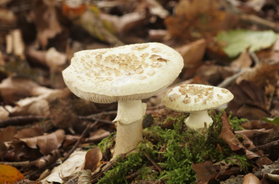 <i class='fa fa-user'></i>&nbsp;Jelle Bakker&nbsp;|  Gele Knolamaniet&nbsp; <i class='fa fa-eye'>&nbsp;70</i> &nbsp; <i class='fa fa-comment-o'>&nbsp;1</i>