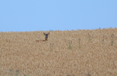 <i class='fa fa-user'></i>&nbsp;Ruben de Bruijn&nbsp;|  Ree&nbsp; <i class='fa fa-eye'>&nbsp;119</i> &nbsp; <i class='fa fa-comment-o'>&nbsp;3</i>