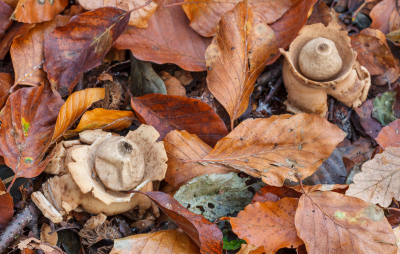 <i class='fa fa-user'></i>&nbsp;Henk Bouter&nbsp;|  Gekraagde Aardster&nbsp; <i class='fa fa-eye'>&nbsp;107</i> &nbsp; <i class='fa fa-comment-o'>&nbsp;4</i>