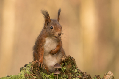 <i class='fa fa-user'></i>&nbsp;Bendiks Westerink&nbsp;|  Eekhoorn&nbsp; <i class='fa fa-eye'>&nbsp;166</i> &nbsp;<i class='fa fa-thumbs-up'>&nbsp;9</i> &nbsp; <i class='fa fa-comment-o'>&nbsp;5</i>