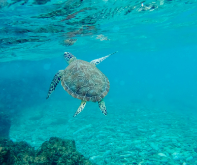 Ik had op het laatste moment een 2e hands onderwatercamera gekocht omdat ik ( nogal vrij onverwachts) naar  Bonaire zou gaan.  En omdat ik veel foto's zag van het onderwater leven leek het mij leuk om ook eens te proberen om onderwaterfoto's te maken. Dat valt nog niet mee. Dobberend op de golven met een masker voor en dan proberen foto's te maken via een klein schermpje. En omdat de camera niet bekend was voor mij heb ik in het begin wat lopen stoeien met de instellingen voor onderwater.  Maar gelukkig ging het steeds wat beter. Heel veel prachtige vissen kunnen zien en van sommige ook foto's gemaakt. En tot mijn grote verrassing ook deze schildpad kunnen vastleggen. Misschien hebben de onderwater experts nog tips voor de nabewerking, want veel foto's hebben toch een wat groenige zweem. Deze foto niet.  En het scheelde ook of de zon scheen of niet voor de helderheid.