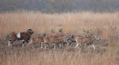 <i class='fa fa-user'></i>&nbsp;nelappelmelk&nbsp;|  Moeflon&nbsp; <i class='fa fa-eye'>&nbsp;209</i> &nbsp;<i class='fa fa-thumbs-up'>&nbsp;9</i> &nbsp; <i class='fa fa-comment-o'>&nbsp;7</i>