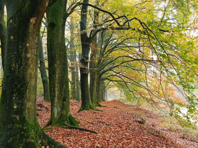 <i class='fa fa-user'></i>&nbsp;Bert Veerman&nbsp;|  Achterlangs&nbsp; <i class='fa fa-eye'>&nbsp;108</i> &nbsp;<i class='fa fa-thumbs-up'>&nbsp;1</i> &nbsp; <i class='fa fa-comment-o'>&nbsp;3</i>