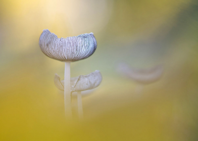 <i class='fa fa-user'></i>&nbsp;elles&nbsp;|  Hazenpootje&nbsp; <i class='fa fa-eye'>&nbsp;142</i> &nbsp;<i class='fa fa-thumbs-up'>&nbsp;14</i> &nbsp; <i class='fa fa-comment-o'>&nbsp;7</i>