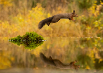 <i class='fa fa-user'></i>&nbsp;Reinier van den Born&nbsp;|  Eekhoorn&nbsp; <i class='fa fa-eye'>&nbsp;265</i> &nbsp;<i class='fa fa-thumbs-up'>&nbsp;18</i> &nbsp; <i class='fa fa-comment-o'>&nbsp;12</i>