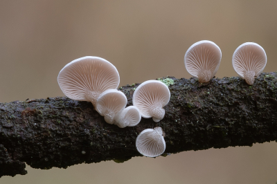 <i class='fa fa-user'></i>&nbsp;Johan van Gurp&nbsp;|  Dennenschelpzwam&nbsp; <i class='fa fa-eye'>&nbsp;111</i> &nbsp;<i class='fa fa-thumbs-up'>&nbsp;11</i> &nbsp; <i class='fa fa-comment-o'>&nbsp;6</i>