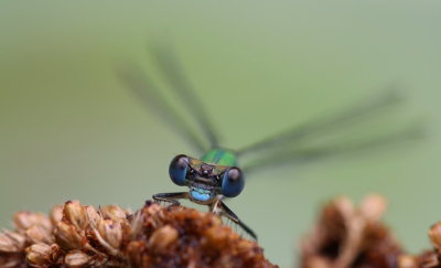 <i class='fa fa-user'></i>&nbsp;Mark de Bruijn&nbsp;|  Pantserjuffer sp.&nbsp; <i class='fa fa-eye'>&nbsp;96</i> &nbsp;<i class='fa fa-thumbs-up'>&nbsp;2</i> &nbsp; <i class='fa fa-comment-o'>&nbsp;4</i>