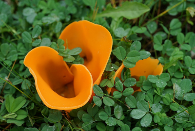 <i class='fa fa-user'></i>&nbsp;Ben Aalders&nbsp;|  Grote Oranje Bekerzwam&nbsp; <i class='fa fa-eye'>&nbsp;115</i> &nbsp;<i class='fa fa-thumbs-up'>&nbsp;4</i> &nbsp; <i class='fa fa-comment-o'>&nbsp;5</i>