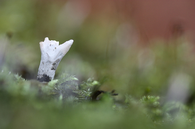 <i class='fa fa-user'></i>&nbsp;Paul Vandebroek&nbsp;|  Geweizwam&nbsp; <i class='fa fa-eye'>&nbsp;64</i> &nbsp; <i class='fa fa-comment-o'>&nbsp;5</i>