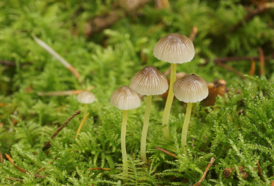 <i class='fa fa-user'></i>&nbsp;Jelle Bakker&nbsp;|  Dennenkleefsteelmycena&nbsp; <i class='fa fa-eye'>&nbsp;66</i> &nbsp; <i class='fa fa-comment-o'>&nbsp;3</i>