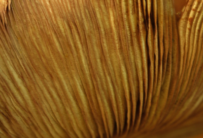 <i class='fa fa-user'></i>&nbsp;Cor&nbsp;|  Gewone Zwavelkop&nbsp; <i class='fa fa-eye'>&nbsp;73</i> &nbsp;<i class='fa fa-thumbs-up'>&nbsp;1</i> &nbsp; <i class='fa fa-comment-o'>&nbsp;6</i>