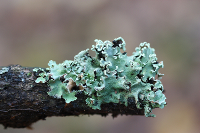 <i class='fa fa-user'></i>&nbsp;Paul Vandebroek&nbsp;|  Groot Schildmos&nbsp; <i class='fa fa-eye'>&nbsp;83</i> &nbsp; <i class='fa fa-comment-o'>&nbsp;9</i>