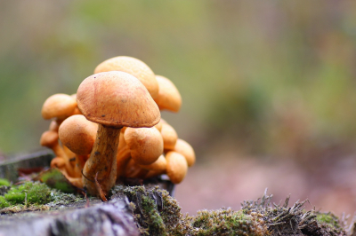 <i class='fa fa-user'></i>&nbsp;Ruben de Bruijn&nbsp;|  Stobbezwammetje&nbsp; <i class='fa fa-eye'>&nbsp;84</i> &nbsp; <i class='fa fa-comment-o'>&nbsp;3</i>