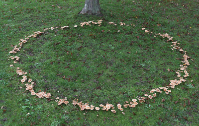 <i class='fa fa-user'></i>&nbsp;Ad Sprang&nbsp;|  Heksenkring&nbsp; <i class='fa fa-eye'>&nbsp;187</i> &nbsp;<i class='fa fa-thumbs-up'>&nbsp;7</i> &nbsp; <i class='fa fa-comment-o'>&nbsp;16</i>