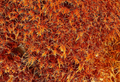 <i class='fa fa-user'></i>&nbsp;Cor&nbsp;|  Grote Viltinktzwam&nbsp; <i class='fa fa-eye'>&nbsp;151</i> &nbsp;<i class='fa fa-thumbs-up'>&nbsp;8</i> &nbsp; <i class='fa fa-comment-o'>&nbsp;15</i>