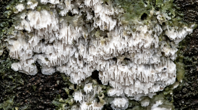 <i class='fa fa-user'></i>&nbsp;Johan van Gurp&nbsp;|  Witte tandzwam&nbsp; <i class='fa fa-eye'>&nbsp;86</i> &nbsp;<i class='fa fa-thumbs-up'>&nbsp;1</i> &nbsp; <i class='fa fa-comment-o'>&nbsp;3</i>