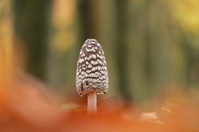 <i class='fa fa-user'></i>&nbsp;nelappelmelk&nbsp;|  Spechtinktzwam&nbsp; <i class='fa fa-eye'>&nbsp;121</i> &nbsp;<i class='fa fa-thumbs-up'>&nbsp;8</i> &nbsp; <i class='fa fa-comment-o'>&nbsp;9</i>