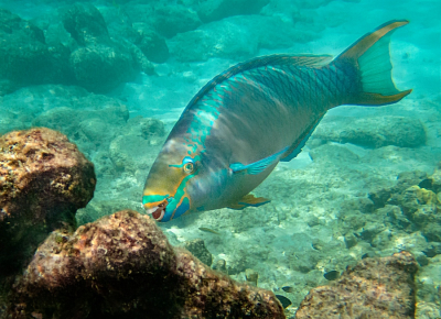 Ik had op het laatste moment een 2e hands onderwatercamera gekocht omdat ik ( nogal vrij onverwachts) naar Bonaire zou gaan. En omdat ik veel foto's zag van het onderwater leven leek het mij leuk om ook eens te proberen om onderwaterfoto's te maken. Dat valt nog niet mee. Dobberend op de golven met een masker voor en dan proberen foto's te maken via een klein schermpje. En omdat de camera niet bekend was voor mij heb ik in het begin wat lopen stoeien met de instellingen voor onderwater. Maar gelukkig ging het steeds wat beter. Heel veel prachtige vissen kunnen zien en van sommige ook foto's gemaakt. Ook heel kleurrijke vissen, waaronder deze papegaaivis.  Ik hoop dat de benaming juist is.