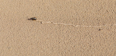 <i class='fa fa-user'></i>&nbsp;Bemaliri&nbsp;|  Slakkenspoor&nbsp; <i class='fa fa-eye'>&nbsp;91</i> &nbsp; <i class='fa fa-comment-o'>&nbsp;3</i>