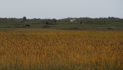 <i class='fa fa-user'></i>&nbsp;Ben Aalders&nbsp;|  Duinen&nbsp; <i class='fa fa-eye'>&nbsp;89</i> &nbsp; <i class='fa fa-comment-o'>&nbsp;3</i>