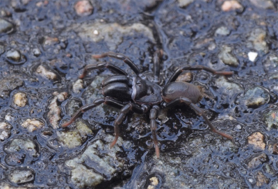 <i class='fa fa-user'></i>&nbsp;Jelle Bakker&nbsp;|  Gewone Mijnspin&nbsp; <i class='fa fa-eye'>&nbsp;136</i> &nbsp;<i class='fa fa-thumbs-up'>&nbsp;3</i> &nbsp; <i class='fa fa-comment-o'>&nbsp;3</i>